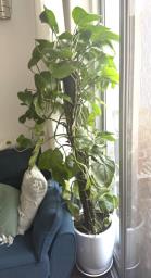Large Pathos Plant Moss Pole tower style image 1