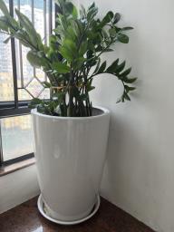 Large white ceramic with Zz plant image 3