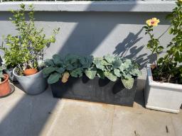 Many rectangular planters image 1