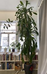 Medium-big plants To go by this Friday image 1