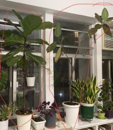 Medium-big plants To go by this Friday image 2