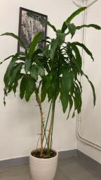 Medium-big plants To go by this Friday image 3