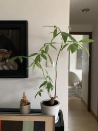 Money Plant with White Pot image 1