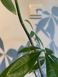 Money Plant with White Pot image 2