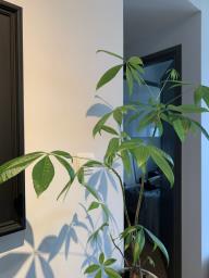 Money Plant with White Pot image 3