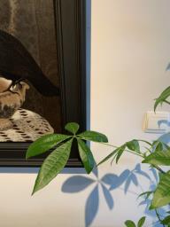 Money Plant with White Pot image 4