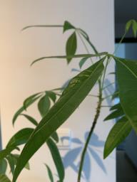 Money Plant with White Pot image 5