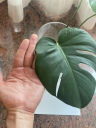 Monstera 39cm with a glass vase image 4