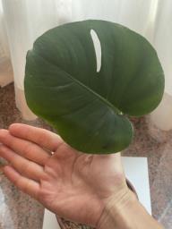 Monstera in Handcrafted Clay image 2