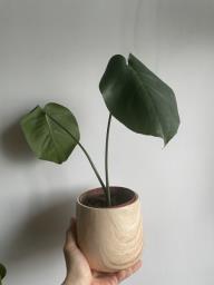 Monstera with pot image 1