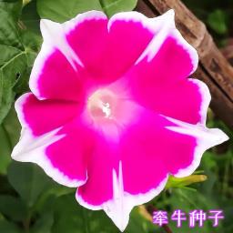 Morning Glory - Purple with white petals image 1