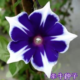 Morning Glory - Purple with white petals image 2