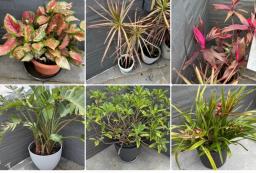 Outdoor Plants For Sale image 1