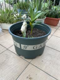 Palm small in good plastic flower pot image 1