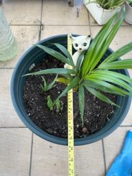 Palm small in good plastic flower pot image 3