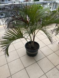Palm in good plastic flower pot organic image 1