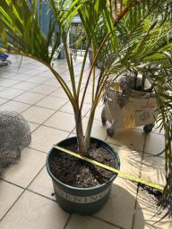 Palm in good plastic flower pot organic image 3