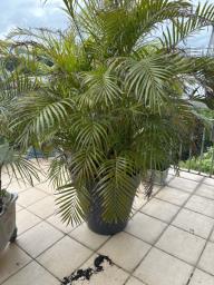 Palm with good plastic flower pot big image 1