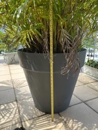 Palm with good plastic flower pot big image 3