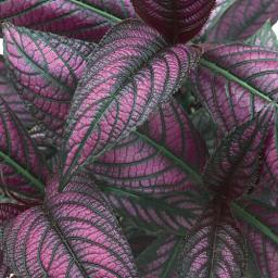 Persian Shield Strobilanthes dyerianus image 1