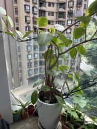 Plant with pot image 1