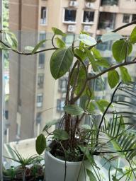 Plant with pot image 2