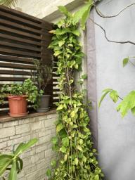 Plants various  good inside or outside image 3