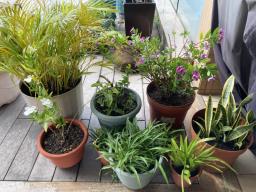 Plants various  good inside or outside image 4