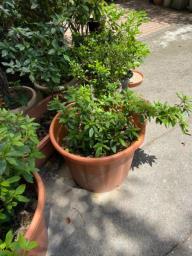 Plants with large small pots v Healthy image 4