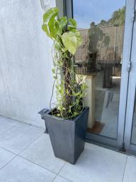 Plants with pots image 1