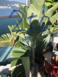 Plants image 2