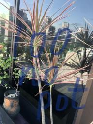 Plants image 3