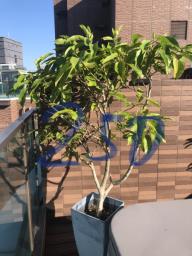 Plants image 4