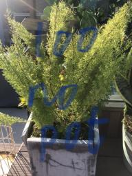 Plants image 7