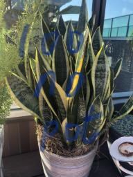 Plants image 1
