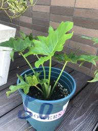 Plants image 6