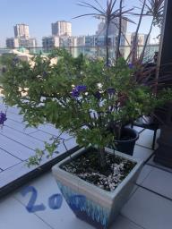 Plants image 5