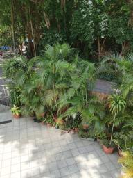 Plants image 1