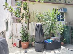 Plants image 2