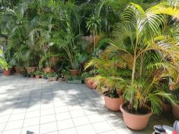 Plants image 3