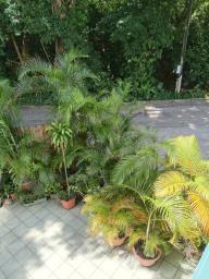 Plants image 5