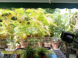 Plants image 6