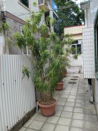 Plants image 7