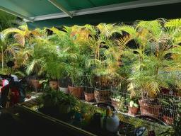 Plants image 8