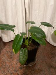 Pot of alocacis image 2