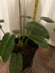 Pot of alocacis image 1