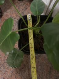 Pot of alocacis image 4