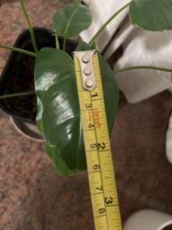 Pot of alocacis image 3