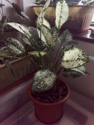 Pot of Chinese evergreen image 1