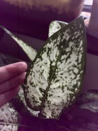 Pot of Chinese evergreen image 2